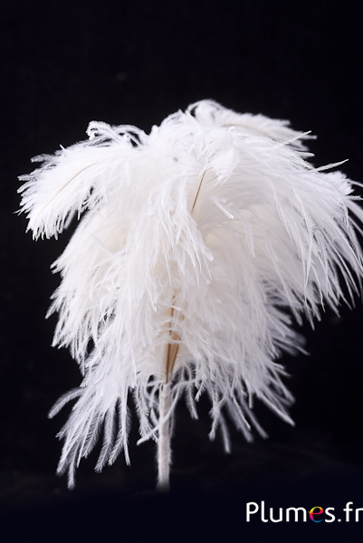 Plumet autruche - 4 plumes, hauteur 20-24 cm - creme-blanc